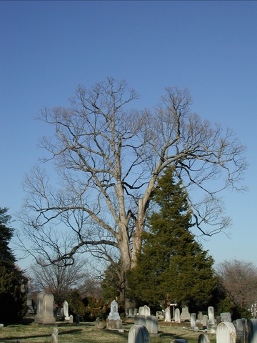 dead looking tree #1