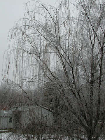 willow after ice storm